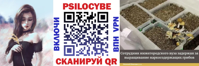 Галлюциногенные грибы Cubensis  Горно-Алтайск 